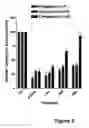Fig. 06 - Methods for treating lower urinary tract disorders using alpha2delta subunit calcium channel modulators with smooth muscle modulators