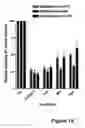 Fig. 16 - Methods for treating lower urinary tract disorders using alpha2delta subunit calcium channel modulators with smooth muscle modulators