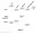 Fig. 02 - Soluble conjugated polymers