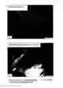 Fig. 09 - Hyperbranched polymer modified biopolymers, their biobased materials and process for the preparation thereof