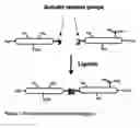 Fig. 02 - Ligation method