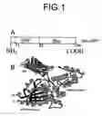 Fig. 02 - GFP fusion proteins and their use