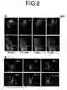 Fig. 09 - GFP fusion proteins and their use