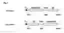 Fig. 02 - Translocation dependent complementation for drug screening