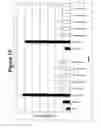 Fig. 15 - RNA interference mediated inhibition of gene expression using chemically modified short interfering nucleic acid (siNA)