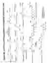 Fig. 43 - RNA interference mediated inhibition of gene expression using chemically modified short interfering nucleic acid (siNA)
