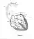 Fig. 10 - Adaptive windowing for cardiac waveform discrimination
