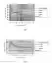 Fig. 06 - System for enlarging a retinal image