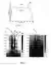 Fig. 02 - System for improving speech quality and intelligibility with bandwidth compression/expansion