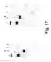 Fig. 28 - Method of plastid transformation in , vector for use therein and plants thus obtained