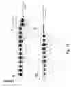 Fig. 30 - Method of plastid transformation in , vector for use therein and plants thus obtained