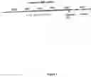 Fig. 06 - Gene expression and production of TGF-β proteins including bioactive mullerian inhibiting substance from plants