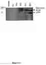 Fig. 14 - Gene expression and production of TGF-β proteins including bioactive mullerian inhibiting substance from plants