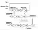 Fig. 02 - Method of targeted gene disruption, genome of hyperthermostable bacterium and genome chip using the same