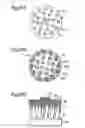 Fig. 10 - Brush part for electric toothbrush