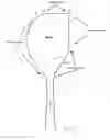 Fig. 02 - Spoon having a specially shaped bowl