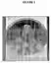 Fig. 02 - Method for making fungi compatible artificial snow