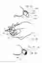 Fig. 04 - NAIL DERMIS INDICATOR & METHOD OF CLIPPING NAILS