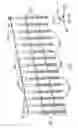 Fig. 07 - Pallet nail with enlarged head
