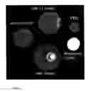 Fig. 03 - Lectin conjugates
