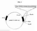 Fig. 05 - Method for diagnosing alopecia