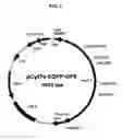Fig. 02 - Inducible alphaviral/orip based gene expression system