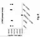 Fig. 07 - Packaged virus-like particles