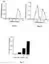 Fig. 07 - Antitumor agents