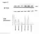 Fig. 02 - Transient receptor potential channel TRPV3 and its use
