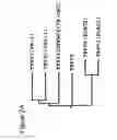 Fig. 04 - Transient receptor potential channel TRPV3 and its use