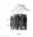 Fig. 07 - Antagonists of neuropilin receptor function and use thereof