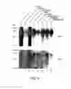 Fig. 08 - Antagonists of neuropilin receptor function and use thereof