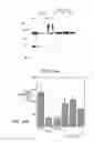 Fig. 28 - Antagonists of neuropilin receptor function and use thereof