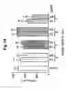Fig. 14 - Employment of rotavirus proteins, derived proteins and peptides for the modulation of tissue permeability