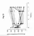 Fig. 17 - Employment of rotavirus proteins, derived proteins and peptides for the modulation of tissue permeability