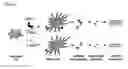 Fig. 02 - Method for the identification of epitopes related to immunogenicity in biopharmaceuticals