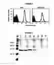 Fig. 05 - Multiple variants of meningococcal protein nmb1870