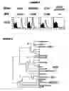 Fig. 06 - Multiple variants of meningococcal protein nmb1870
