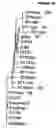 Fig. 09 - Multiple variants of meningococcal protein nmb1870