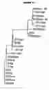 Fig. 10 - Multiple variants of meningococcal protein nmb1870