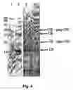 Fig. 06 - Packaging of immunostimulatory oligonucleotides into virus-like particles: method of preparation and use