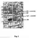 Fig. 07 - Packaging of immunostimulatory oligonucleotides into virus-like particles: method of preparation and use