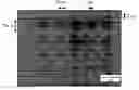Fig. 01 - Device for axon and neurite growth and method for producing the same