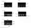 Fig. 01 - Multi-component vitamin and mineral supplement for the optimal absorption of components