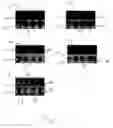 Fig. 02 - Multi-component vitamin and mineral supplement for the optimal absorption of components