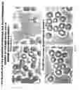 Fig. 02 - Crystalloid electrolyte water formulation