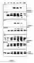 Fig. 02 - Compositions and methods for modulating interleukin-10