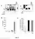 Fig. 06 - Compositions and methods for modulating interleukin-10