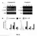 Fig. 07 - Compositions and methods for modulating interleukin-10