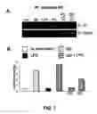 Fig. 08 - Compositions and methods for modulating interleukin-10